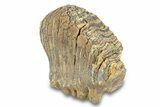 Fossil Woolly Mammoth Upper Molar - Siberia #292767-4